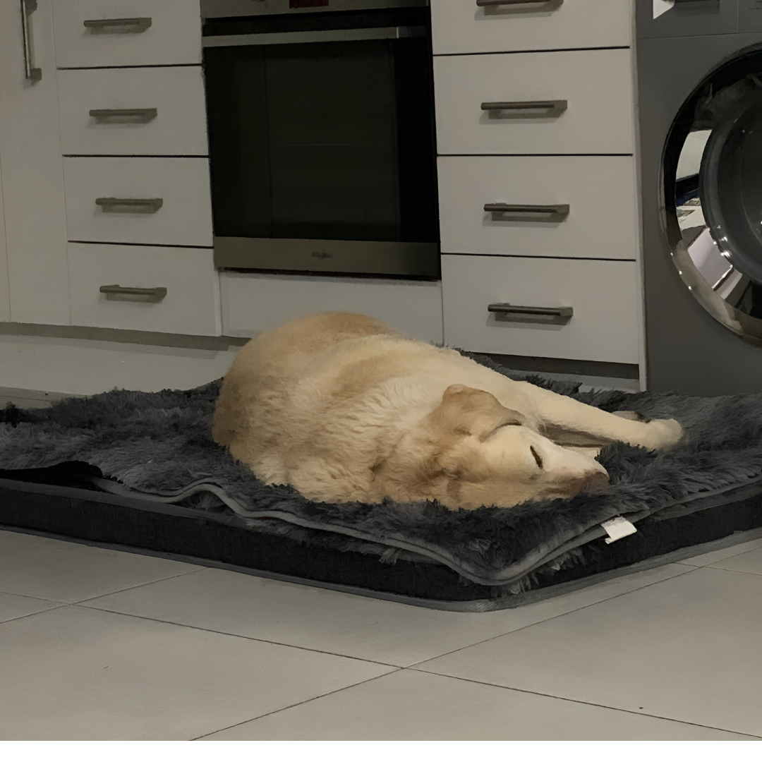 Luxury Pet Bed: The Ultimate Sleep Experience for Your Pet